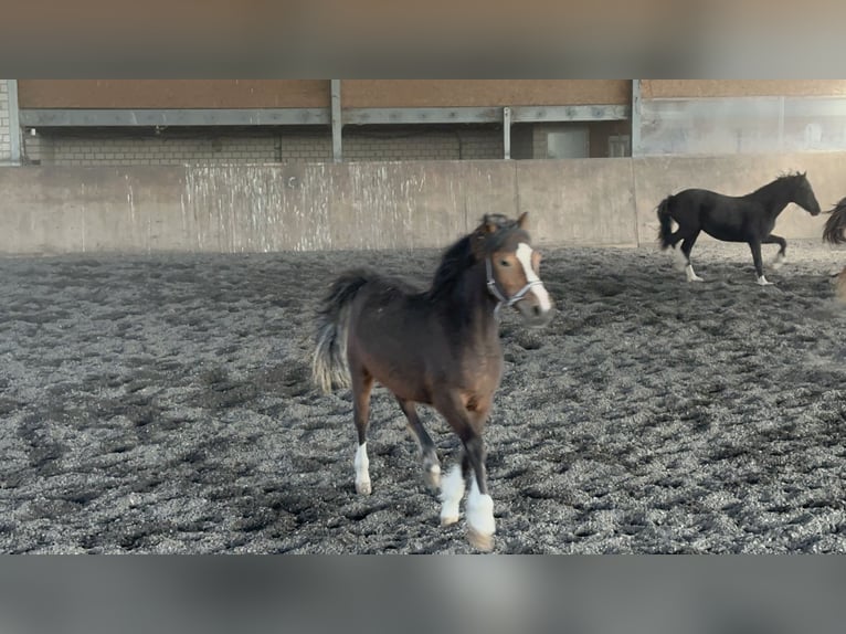 Welsh-C Merrie 2 Jaar 133 cm Bruin in Meerbusch