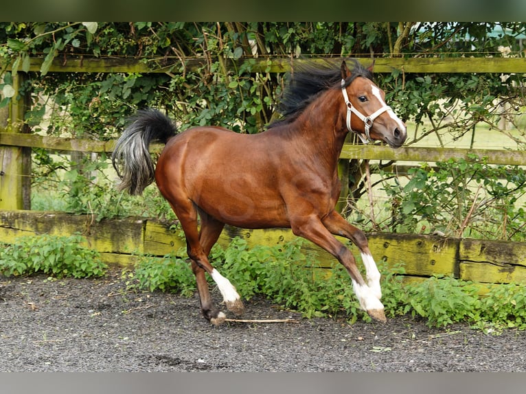 Welsh-C Merrie 2 Jaar 133 cm Bruin in Meerbusch