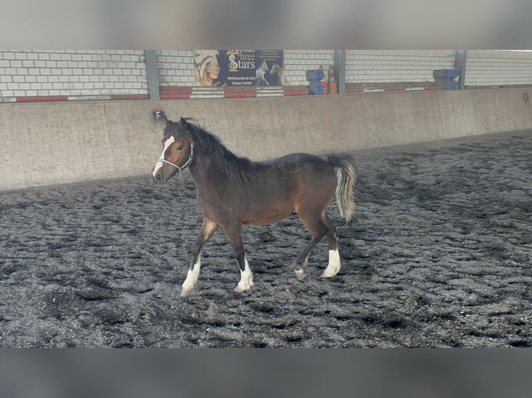 Welsh-C Merrie 2 Jaar 133 cm Bruin in Meerbusch