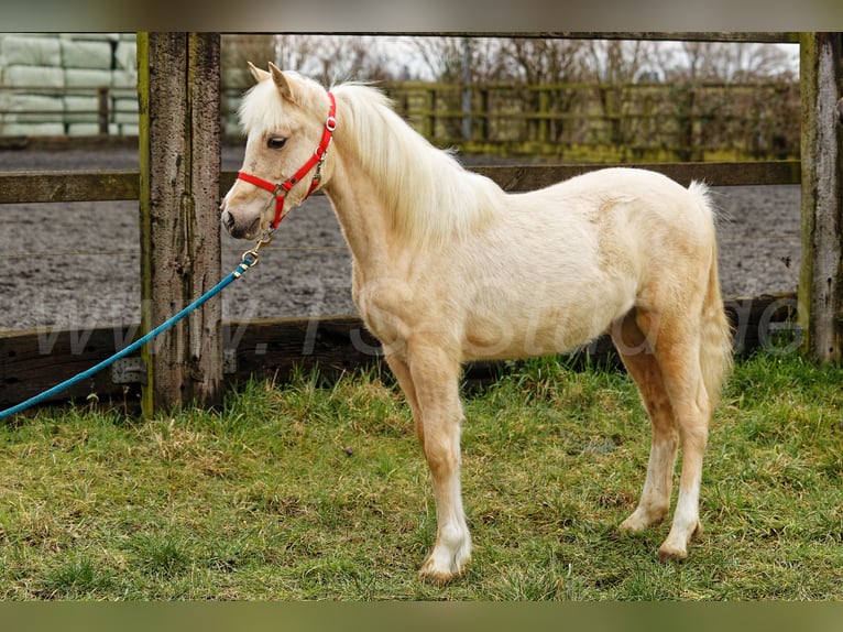 Welsh-C Merrie 2 Jaar 135 cm Palomino in Meerbusch