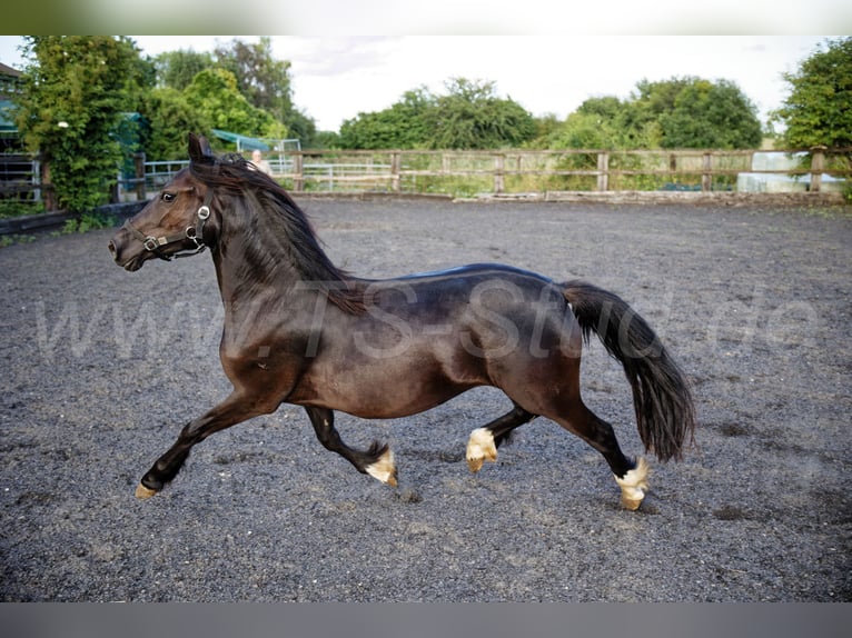 Welsh-C Merrie 2 Jaar 139 cm Zwart in Meerbusch