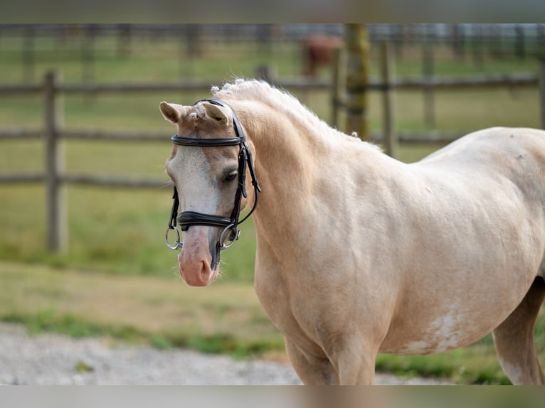 Welsh-C Merrie 4 Jaar 127 cm Palomino in GROTE-BROGEL