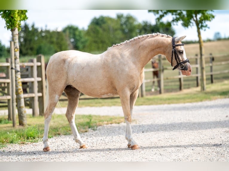 Welsh-C Merrie 4 Jaar 127 cm Palomino in GROTE-BROGEL
