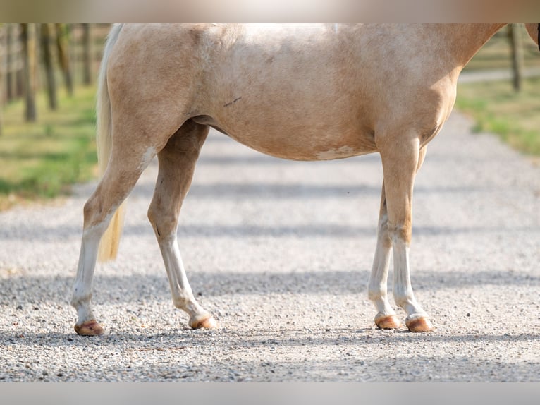 Welsh-C Merrie 4 Jaar 127 cm Palomino in GROTE-BROGEL