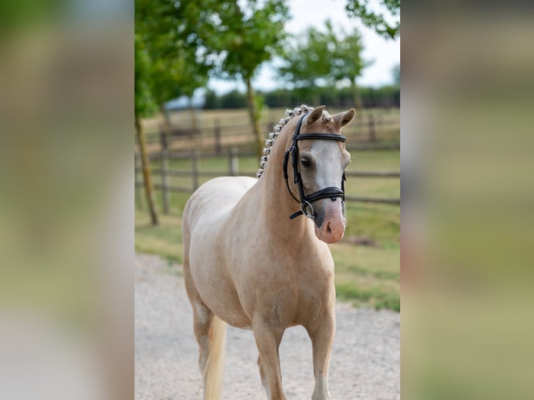 Welsh-C Merrie 4 Jaar 127 cm Palomino in GROTE-BROGEL