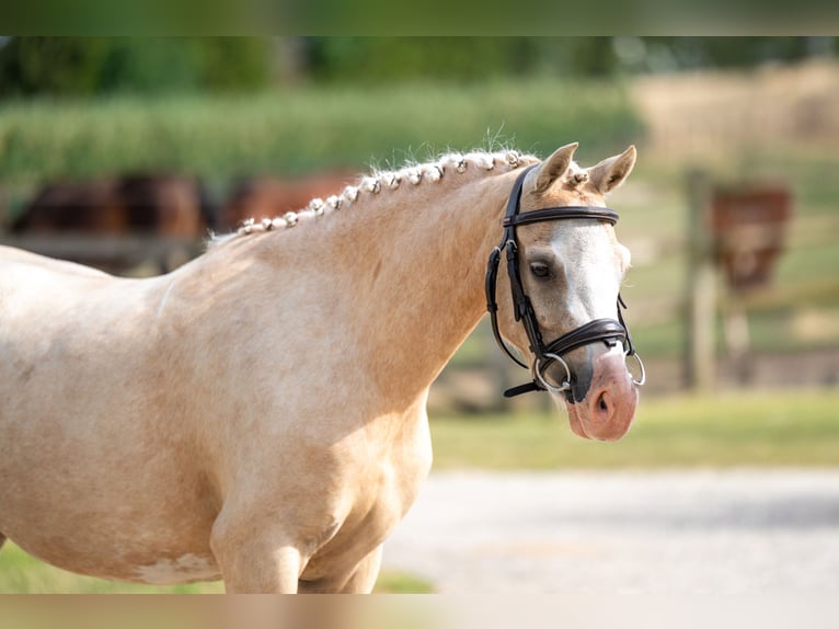 Welsh-C Merrie 4 Jaar 127 cm Palomino in GROTE-BROGEL