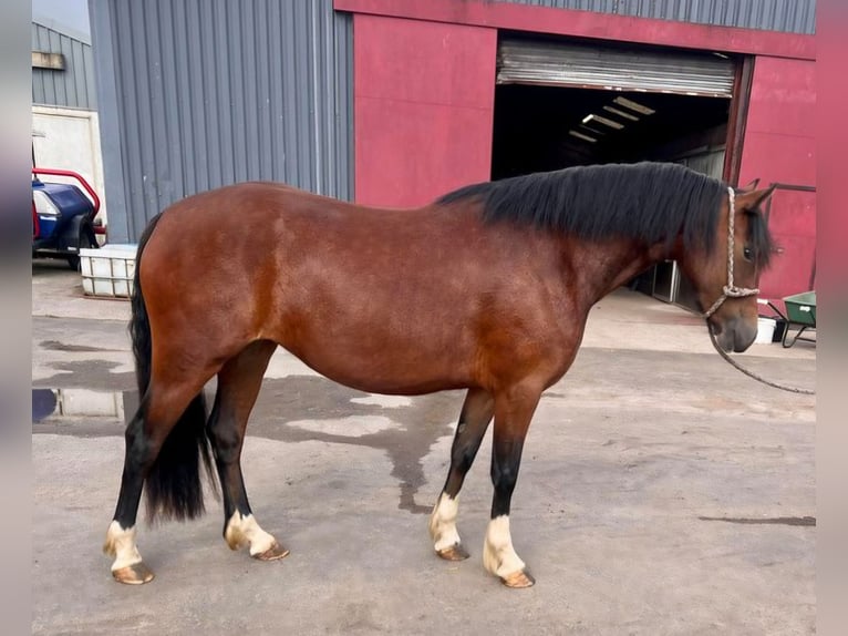 Welsh-C Merrie 4 Jaar 137 cm Roodbruin in newport