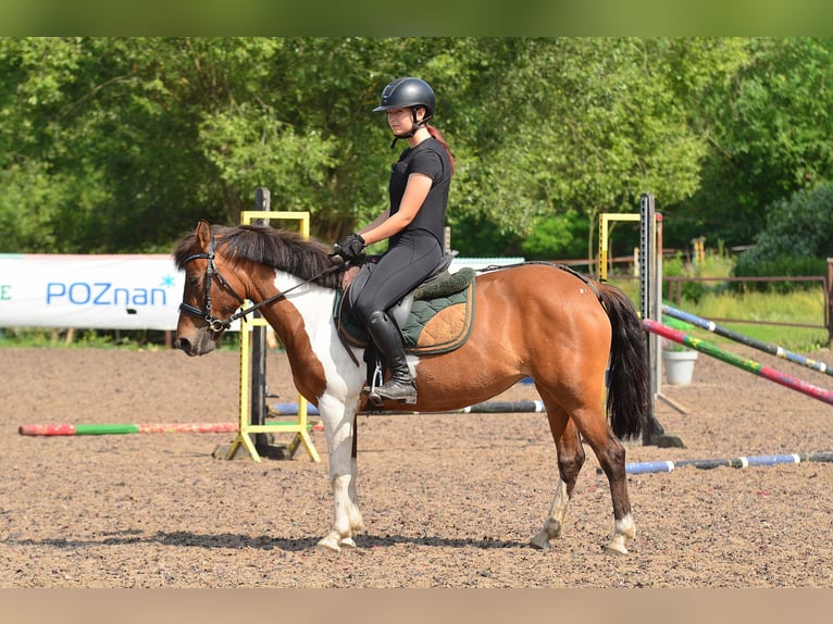 Welsh-C Merrie 5 Jaar 132 cm Gevlekt-paard in Daszewice
