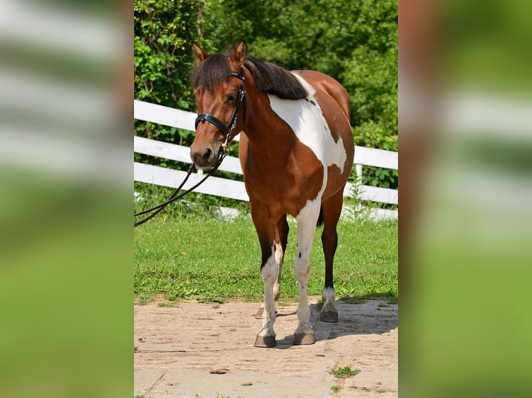 Welsh-C Merrie 5 Jaar 132 cm Gevlekt-paard in Daszewice
