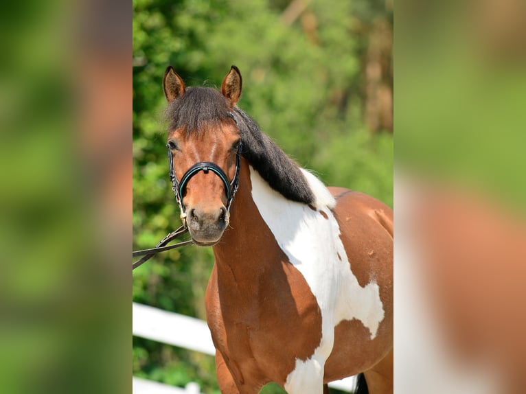 Welsh-C Merrie 5 Jaar 132 cm Gevlekt-paard in Daszewice