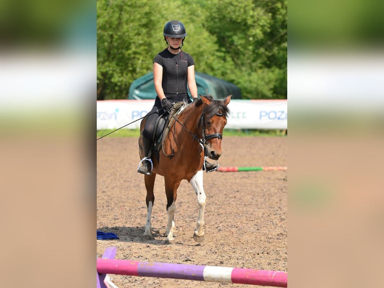 Welsh-C Merrie 5 Jaar 132 cm Gevlekt-paard in Daszewice