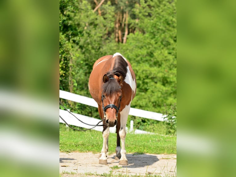 Welsh-C Merrie 5 Jaar 132 cm Gevlekt-paard in Daszewice