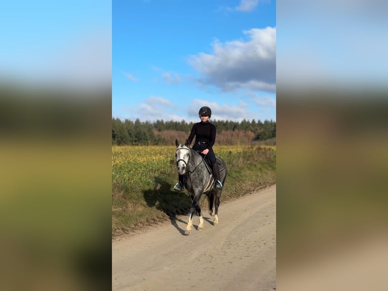 Welsh-C Merrie 5 Jaar 135 cm Schimmel in Harlange