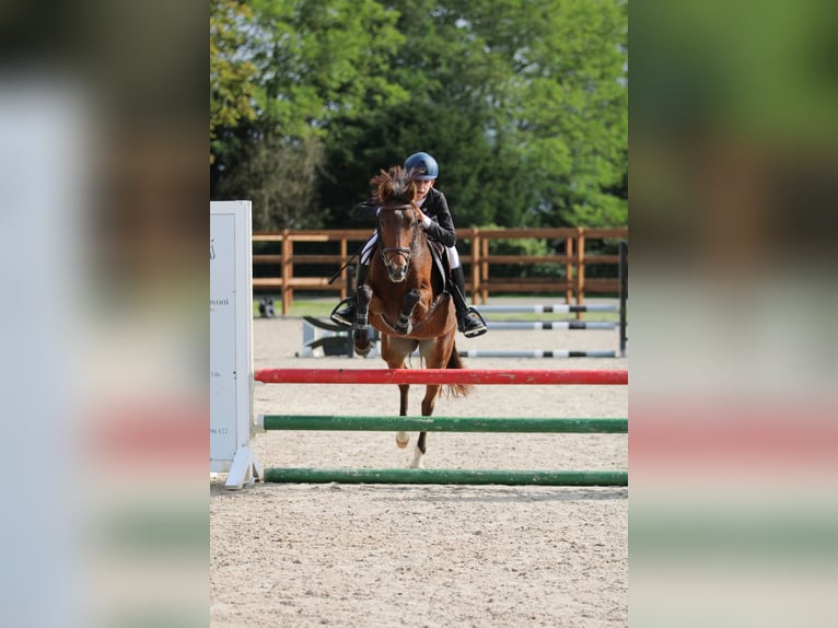 Welsh-C Merrie 5 Jaar 140 cm Bruin in Kaulille