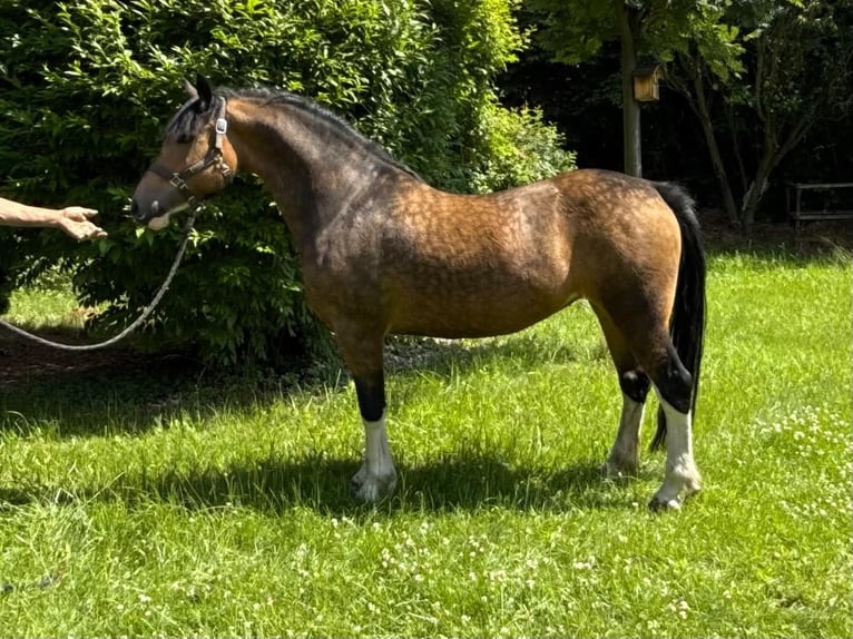 Welsh-C Merrie 5 Jaar 146 cm Buckskin in Kokanin
