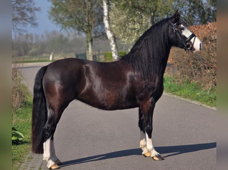 Welsh-C Merrie 5 Jaar 146 cm Zwart in Someren