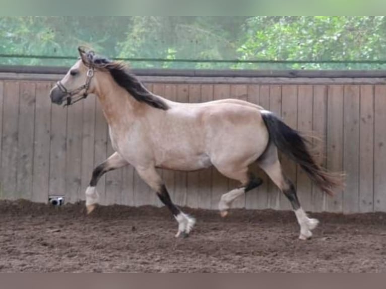 Welsh-C Merrie 5 Jaar Buckskin in Hessisch Lichtenau