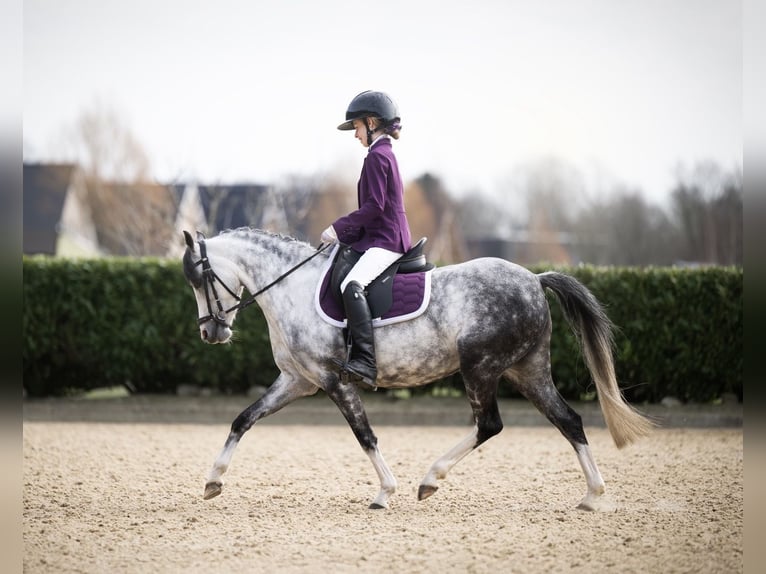 Welsh-C Merrie 6 Jaar 132 cm Schimmel in Oost West en Middelbeers