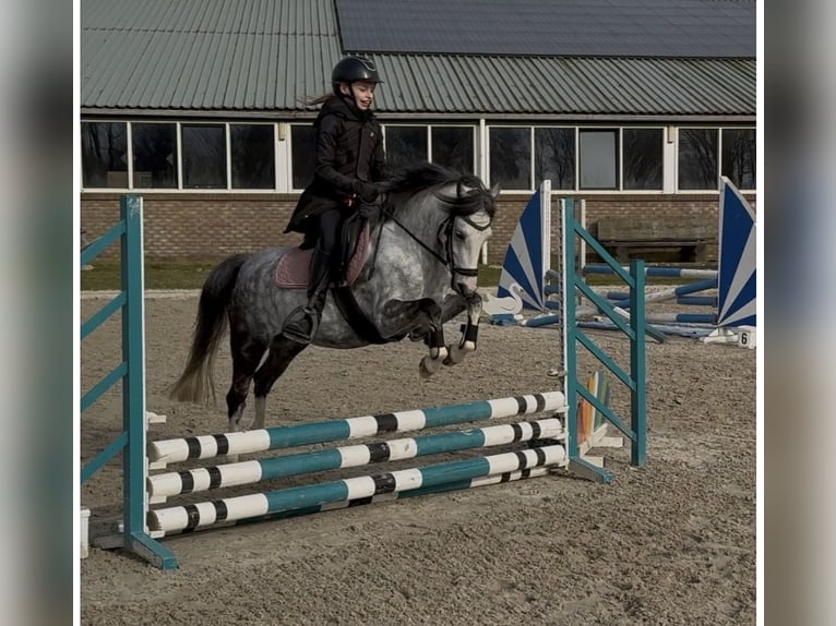 Welsh-C Merrie 6 Jaar 132 cm Schimmel in Oost West en Middelbeers