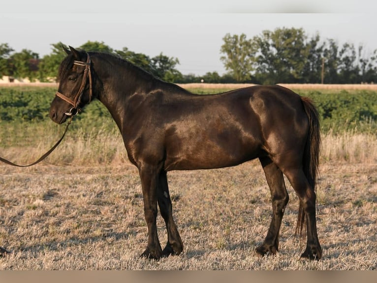 Welsh-C Merrie 6 Jaar 138 cm Zwart in Budapest