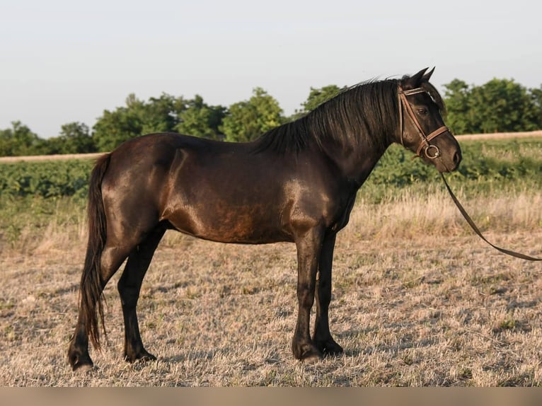 Welsh-C Merrie 6 Jaar 138 cm Zwart in Budapest