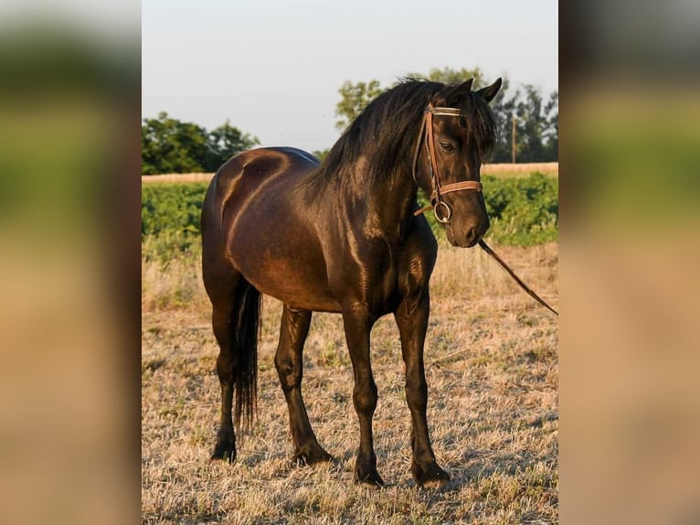 Welsh-C Merrie 6 Jaar 138 cm Zwart in Budapest