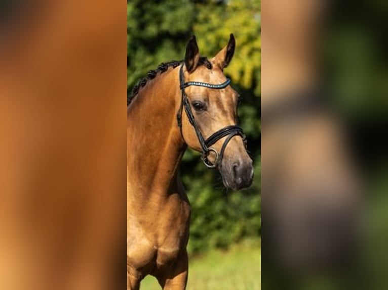 Welsh-C Merrie 6 Jaar 146 cm Falbe in GROTE-BROGEL