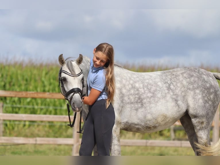 Welsh-C Merrie 7 Jaar 134 cm Schimmel in Pepingen