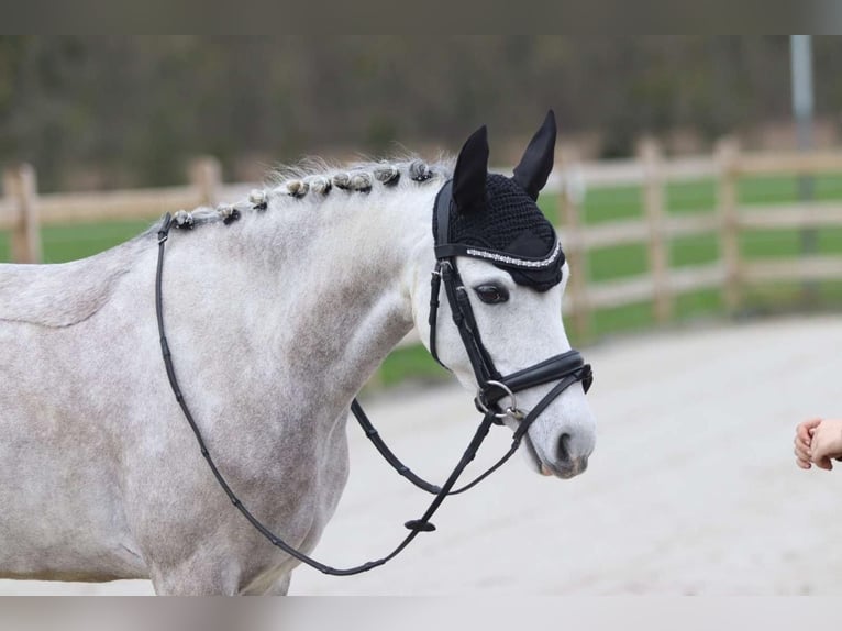Welsh-C Merrie 7 Jaar 134 cm Schimmel in Pepingen