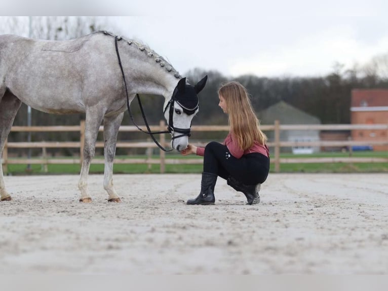Welsh-C Merrie 7 Jaar 134 cm Schimmel in Pepingen
