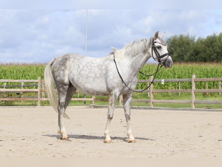 Welsh-C Merrie 7 Jaar 134 cm Schimmel in Pepingen