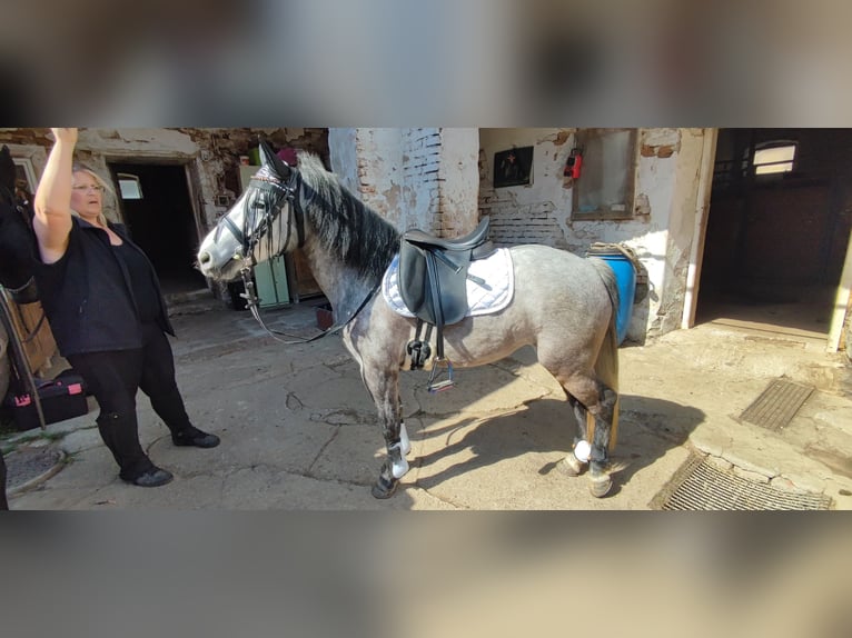 Welsh-C Mix Merrie 7 Jaar 135 cm Schimmel in Fehring Steiermark