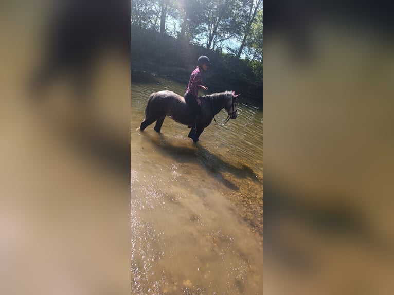 Welsh-C Mix Merrie 7 Jaar 135 cm Schimmel in Fehring Steiermark
