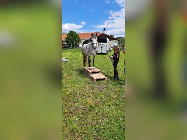 Welsh-C Mix Merrie 7 Jaar 135 cm Schimmel in Fehring Steiermark