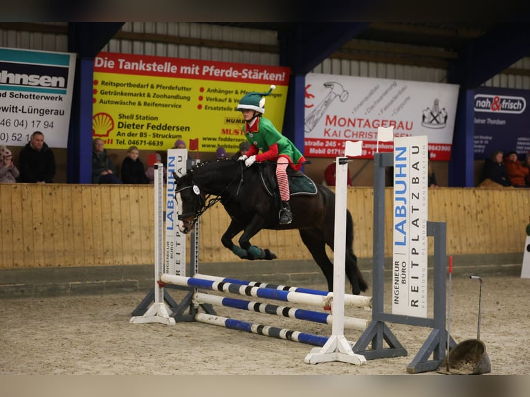 Welsh-C Merrie 8 Jaar 129 cm Donkerbruin in Joldelund