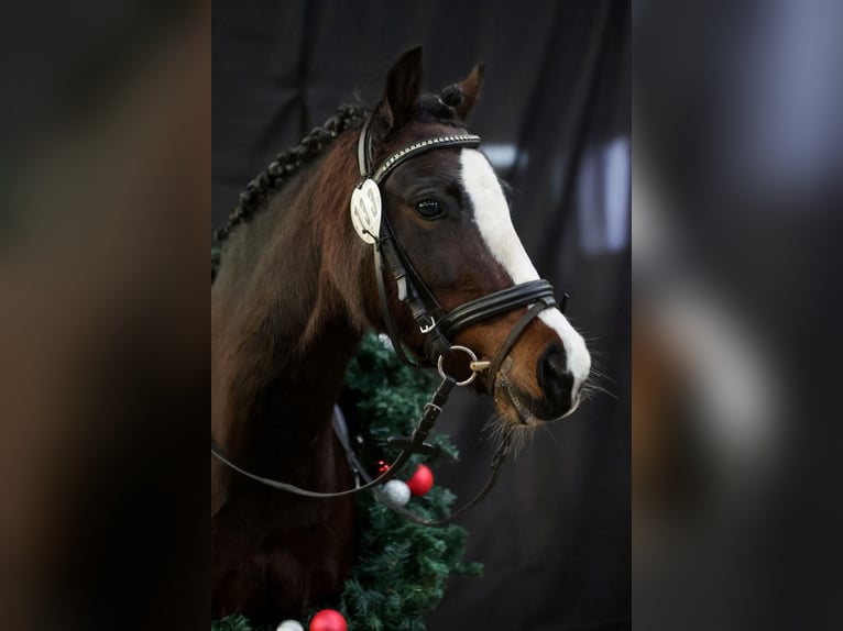 Welsh-C Merrie 8 Jaar 129 cm Donkerbruin in Joldelund