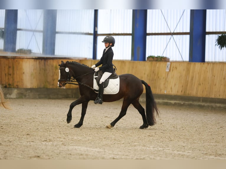 Welsh-C Merrie 8 Jaar 129 cm Donkerbruin in Joldelund