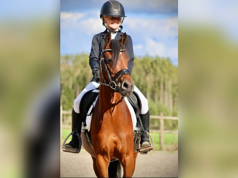 Welsh-C Merrie 8 Jaar 132 cm Bruin in Stadskanaal