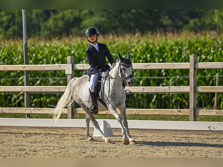 Welsh-C Merrie 8 Jaar 134 cm Schimmel in Pepingen