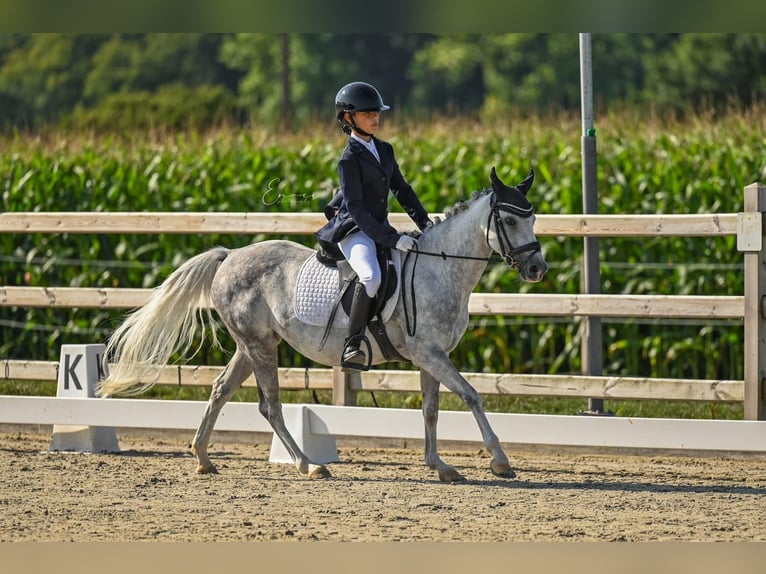 Welsh-C Merrie 8 Jaar 134 cm Schimmel in Pepingen