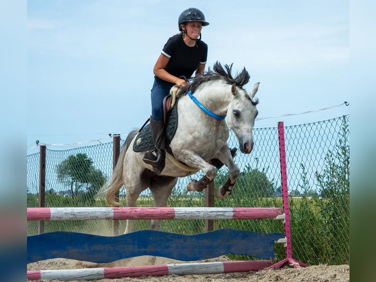 Welsh-C Merrie 8 Jaar 135 cm Appelschimmel in Żnin