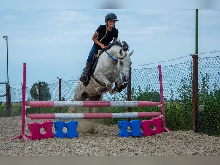Welsh-C Merrie 8 Jaar 135 cm Appelschimmel in Żnin