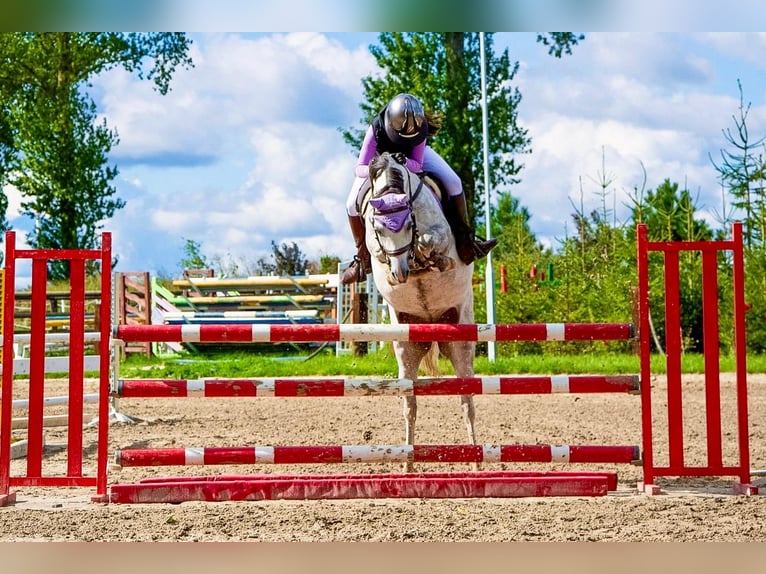 Welsh-C Merrie 8 Jaar 135 cm Appelschimmel in Żnin