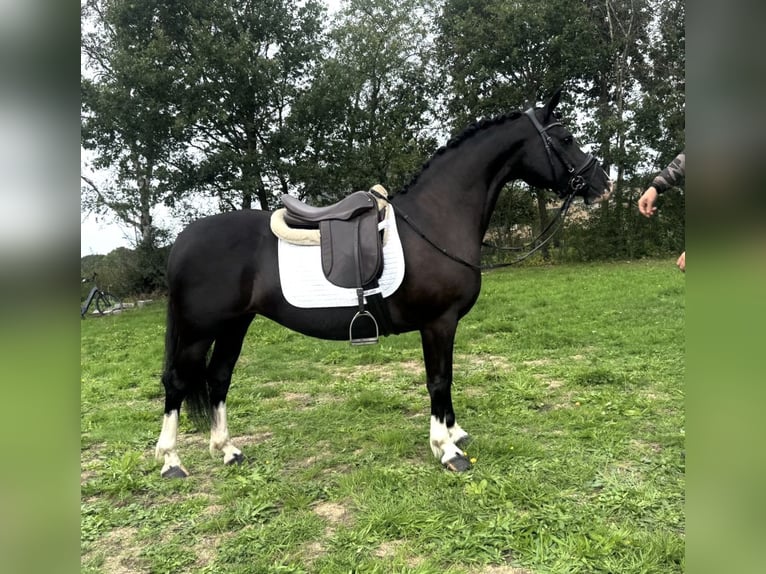 Welsh-C Merrie 8 Jaar 136 cm Zwart in Etten-Leur