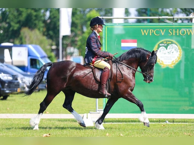 Welsh-C Merrie 8 Jaar 136 cm Zwart in Etten-Leur