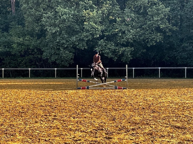 Welsh-C Merrie 8 Jaar 136 cm Zwart in Etten-Leur