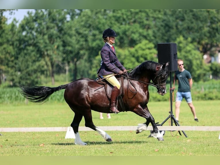 Welsh-C Merrie 8 Jaar 136 cm Zwart in Etten-Leur