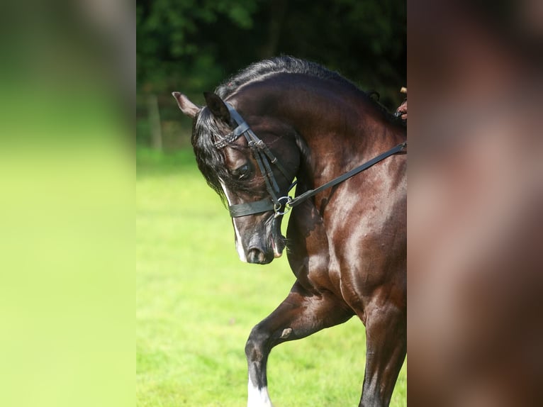 Welsh-C Merrie 8 Jaar 136 cm Zwart in Etten-Leur