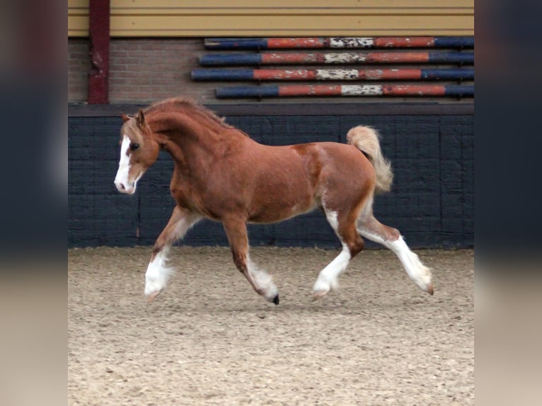 Welsh-C Merrie 9 Jaar 130 cm Vos in Hengelo (Gld)