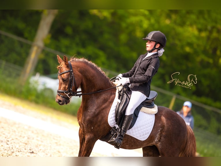 Welsh-C Merrie 9 Jaar 132 cm Donkere-vos in Ossenisse